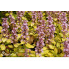 Dąbrówka 'Gold Chang' | Ajuga reptans