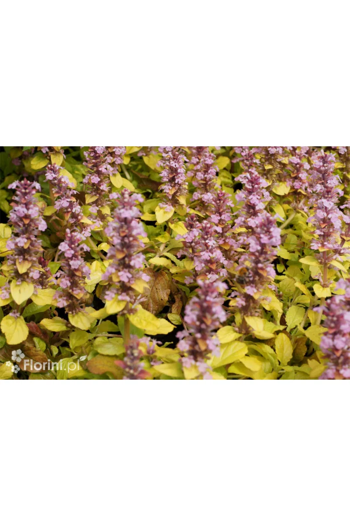 Dąbrówka 'Gold Chang' | Ajuga reptans