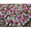 Dąbrówka rozłogowa 'Burgundy Glow' Ajuga reptans