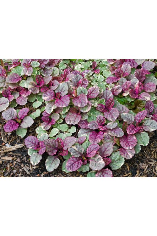 Dąbrówka rozłogowa 'Burgundy Glow' Ajuga reptans