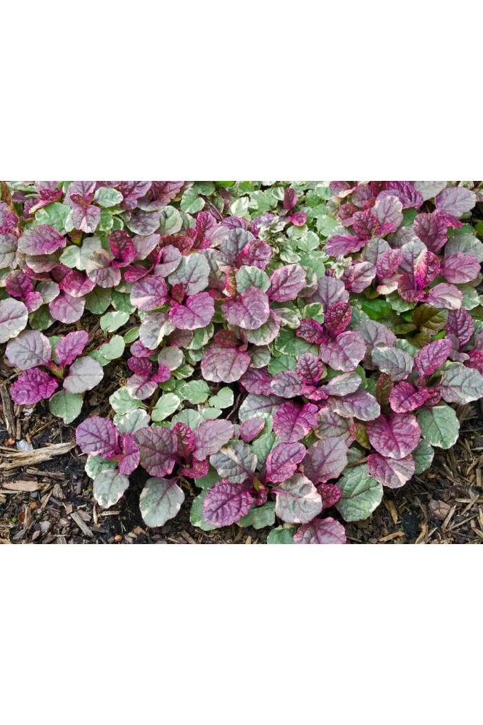 Dąbrówka rozłogowa 'Burgundy Glow' Ajuga reptans