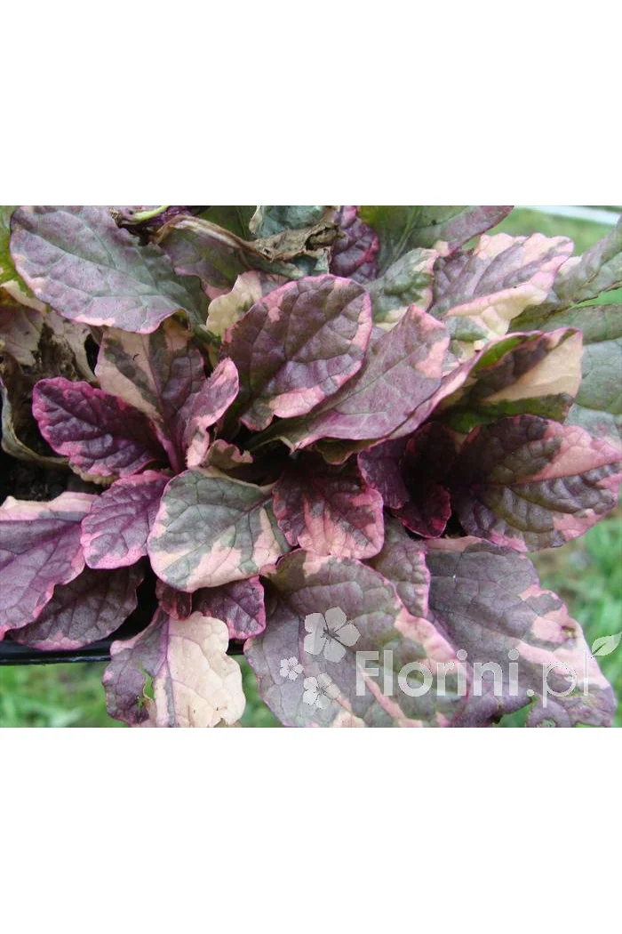 Dąbrówka rozłogowa 'Burgundy Glow' Ajuga reptans