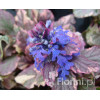 Dąbrówka rozłogowa 'Burgundy Glow' Ajuga reptans