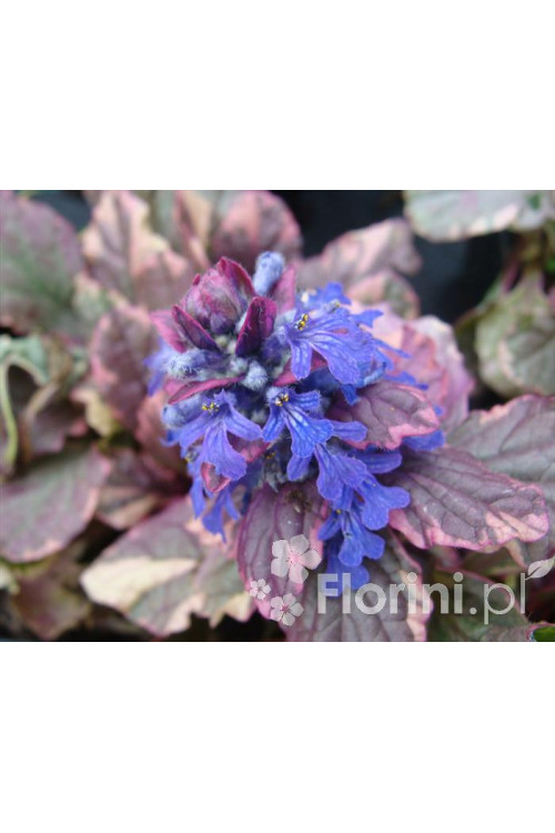 Dąbrówka rozłogowa 'Burgundy Glow' Ajuga reptans
