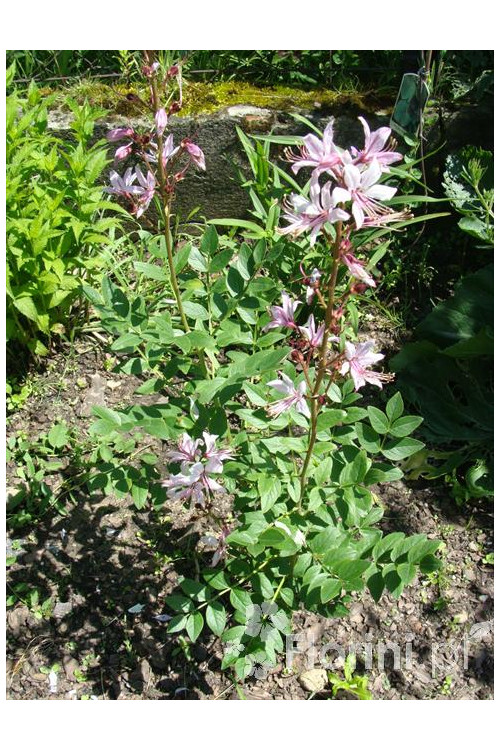 Dyptam jesionolistny | Dictamnus albus