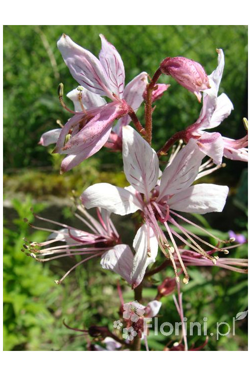 Dyptam jesionolistny | Dictamnus albus