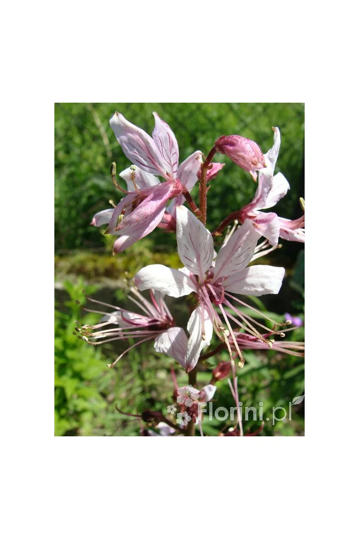 Dyptam jesionolistny | Dictamnus albus