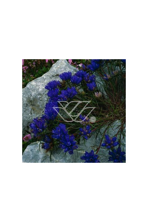 Dzwonczyn trawolistny Edraianthus graminifolius