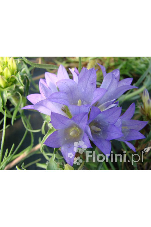 Dzwonczyn trawolistny Edraianthus graminifolius