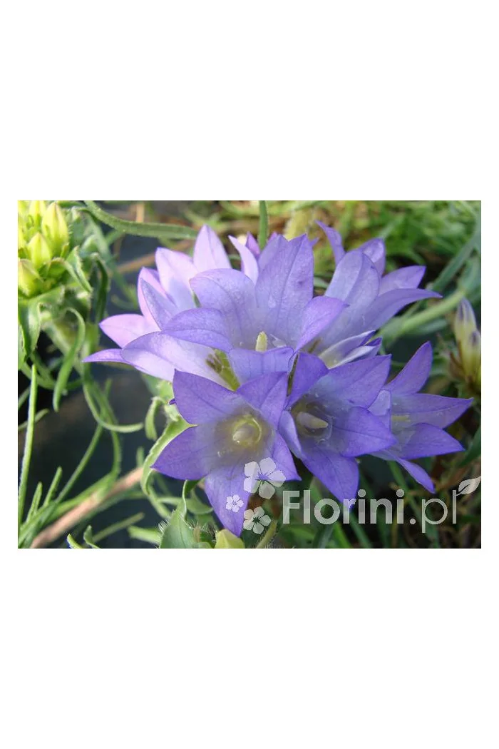 Dzwonczyn trawolistny Edraianthus graminifolius