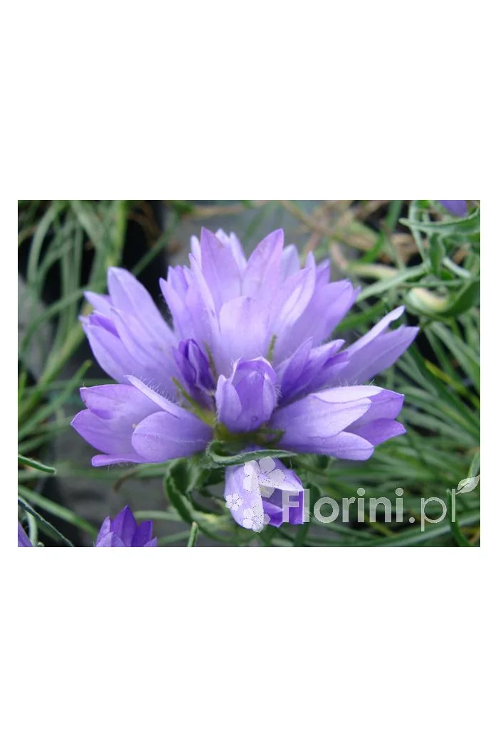 Dzwonczyn trawolistny Edraianthus graminifolius