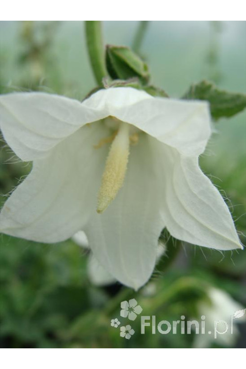 Dzwonek czosnaczkowaty Campanula alliariifolia