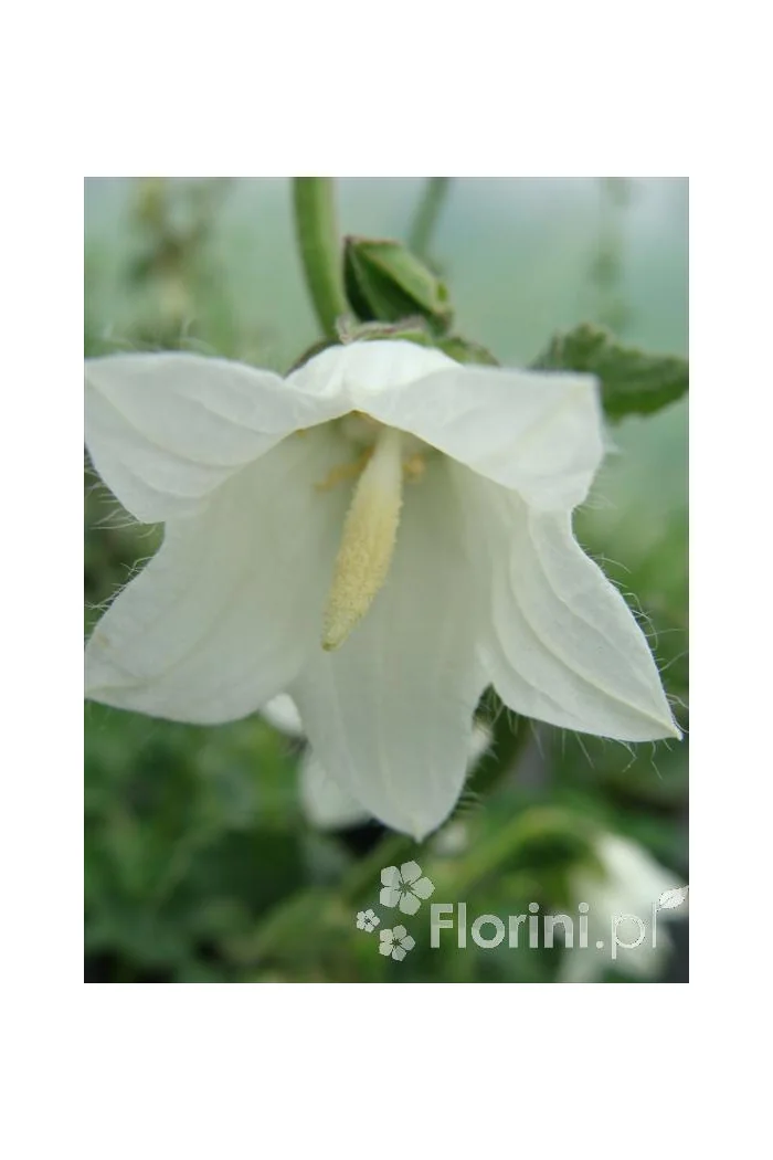 Dzwonek czosnaczkowaty Campanula alliariifolia