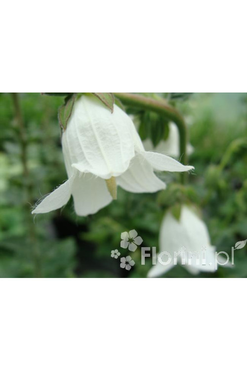 Dzwonek czosnaczkowaty Campanula alliariifolia