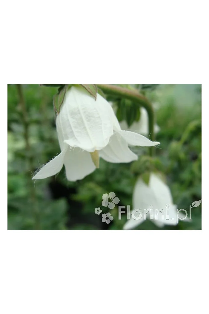 Dzwonek czosnaczkowaty Campanula alliariifolia