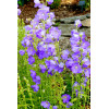 Dzwonek brzoskwiniolistny 'Blue-Eyed Blonde' Campanula persicifolia