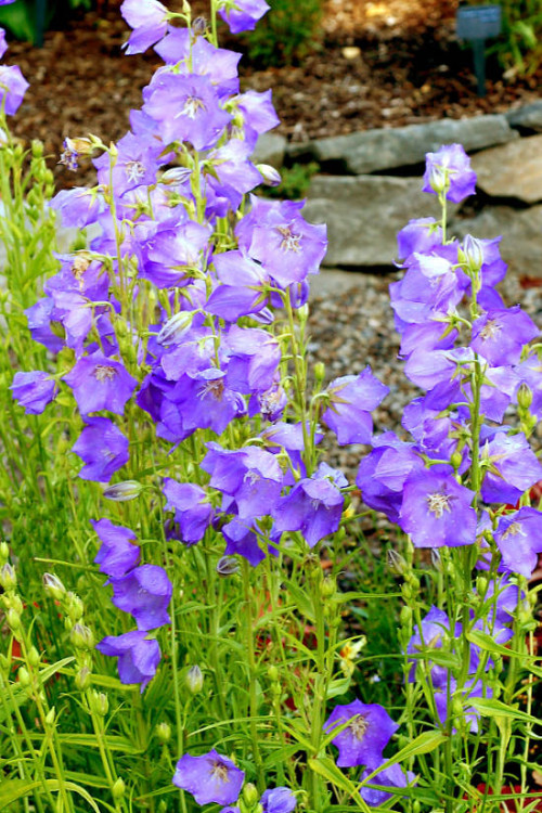 Dzwonek brzoskwiniolistny 'Blue-Eyed Blonde' Campanula persicifolia