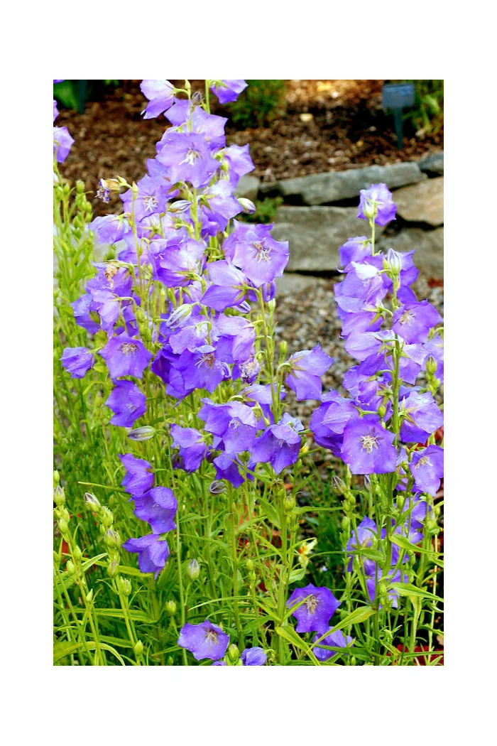Dzwonek brzoskwiniolistny 'Blue-Eyed Blonde' Campanula persicifolia