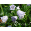 Dzwonek drobny 'Elizabeth Oliver' | Campanula cochleariifolia