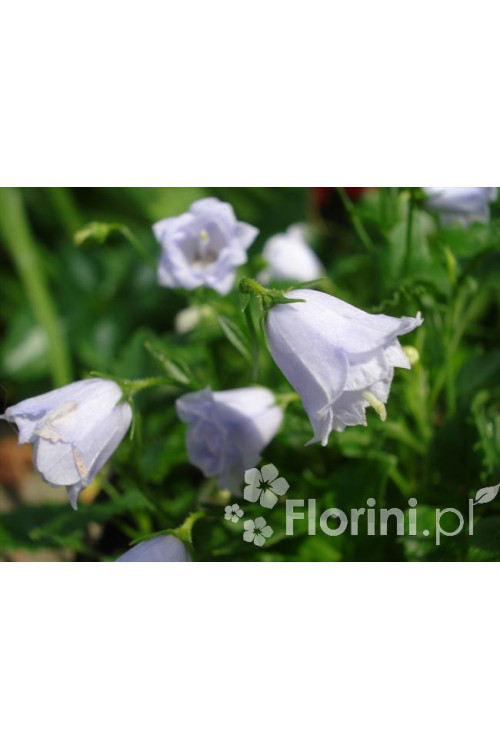 Dzwonek drobny 'Elizabeth Oliver' | Campanula cochleariifolia
