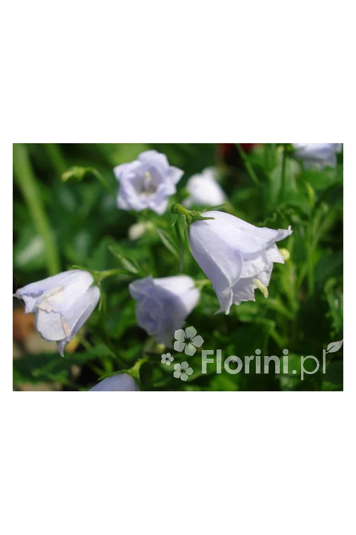 Dzwonek drobny 'Elizabeth Oliver' | Campanula cochleariifolia