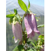 Dzwonek kropkowany 'Plena' Campanula punctata