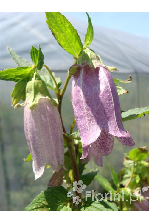 Dzwonek kropkowany 'Plena' Campanula punctata