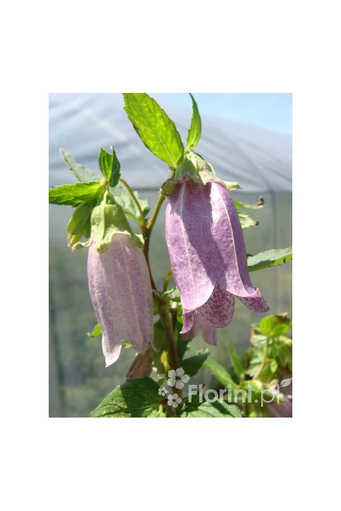 Dzwonek kropkowany 'Plena' Campanula punctata