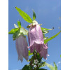 Dzwonek kropkowany 'Plena' Campanula punctata