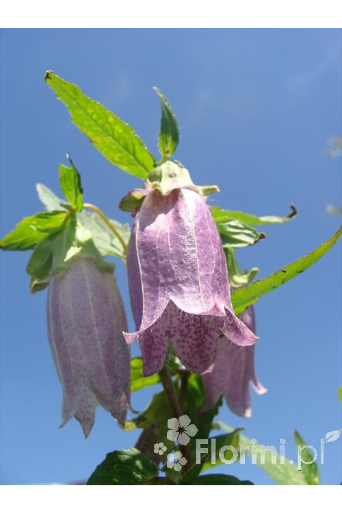Dzwonek kropkowany 'Plena' Campanula punctata