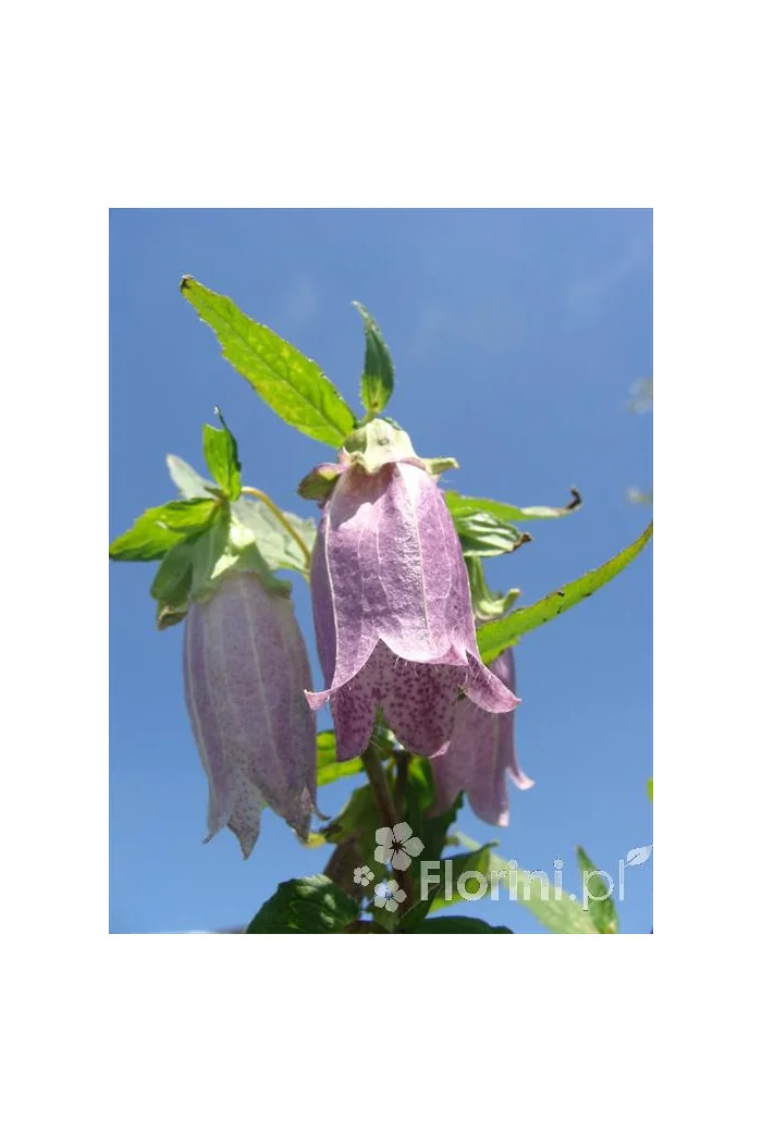 Dzwonek kropkowany 'Plena' Campanula punctata