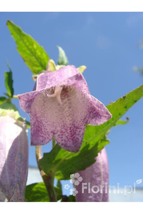 Dzwonek kropkowany 'Plena' Campanula punctata