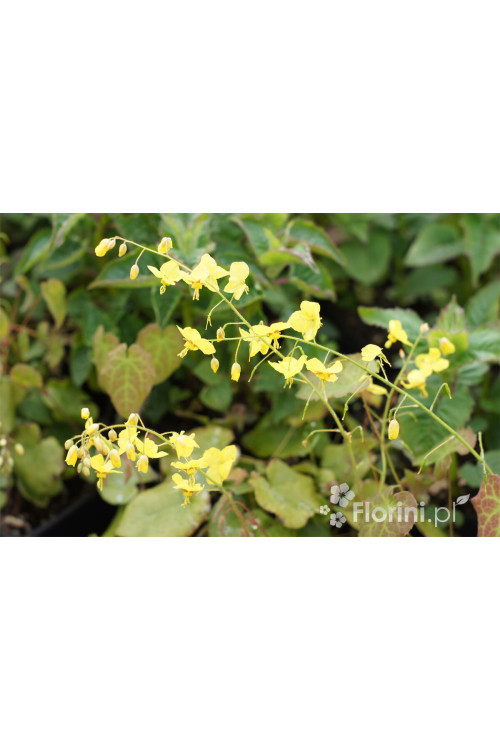 Epimedium 'Frohnleiten' | Epimedium perralchicum