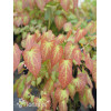 Epimedium czerwone | Epimedium rubrum