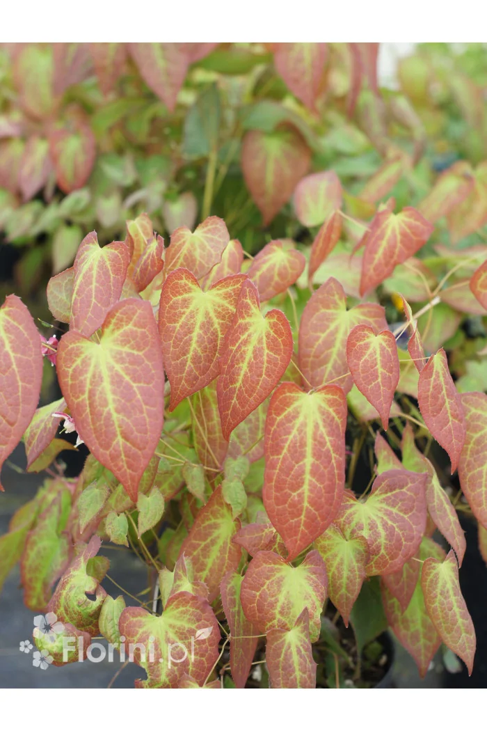 Epimedium czerwone | Epimedium rubrum