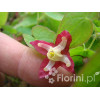 Epimedium 'Roseum' Epimedium youngianum