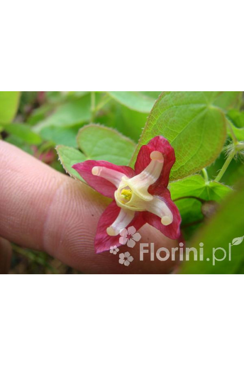 Epimedium 'Roseum' Epimedium youngianum