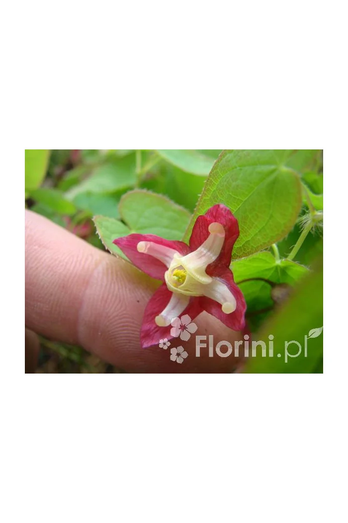Epimedium 'Roseum' Epimedium youngianum