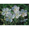 Bodziszek 'Splish Splash' Geranium pratense