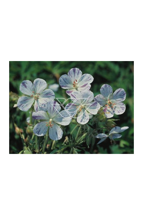 Bodziszek 'Splish Splash' Geranium pratense