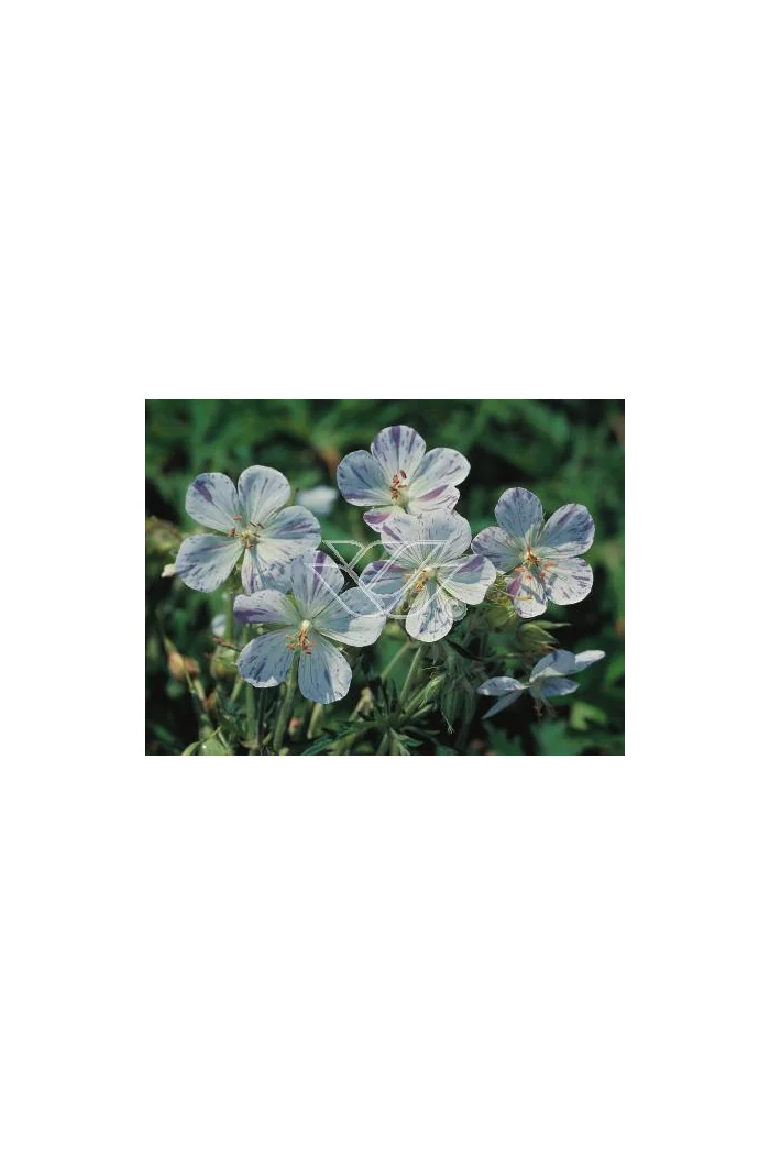 Bodziszek 'Splish Splash' Geranium pratense