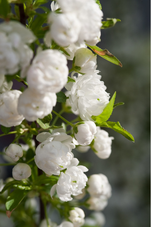 Wiśnia gruczołkowata 'Alba Plena' | Prunus glandulosa