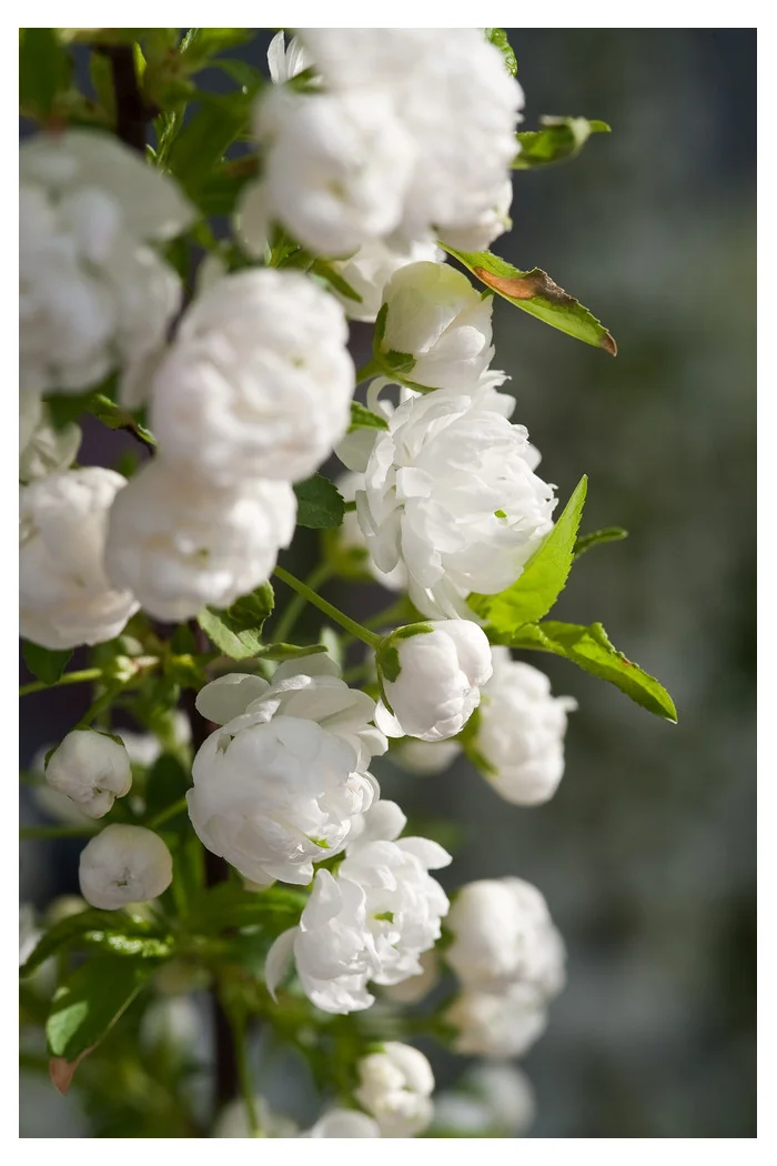 Wiśnia gruczołkowata 'Alba Plena' | Prunus glandulosa