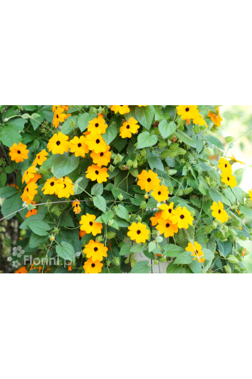 Tunbergia pomarańczowa | Thunbergia