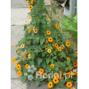Tunbergia pomarańczowa | Thunbergia