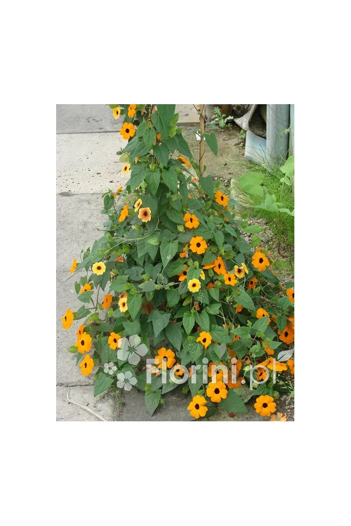 Tunbergia pomarańczowa | Thunbergia