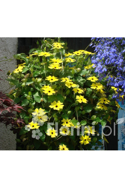 Tunbergia żółta | Thunbergia
