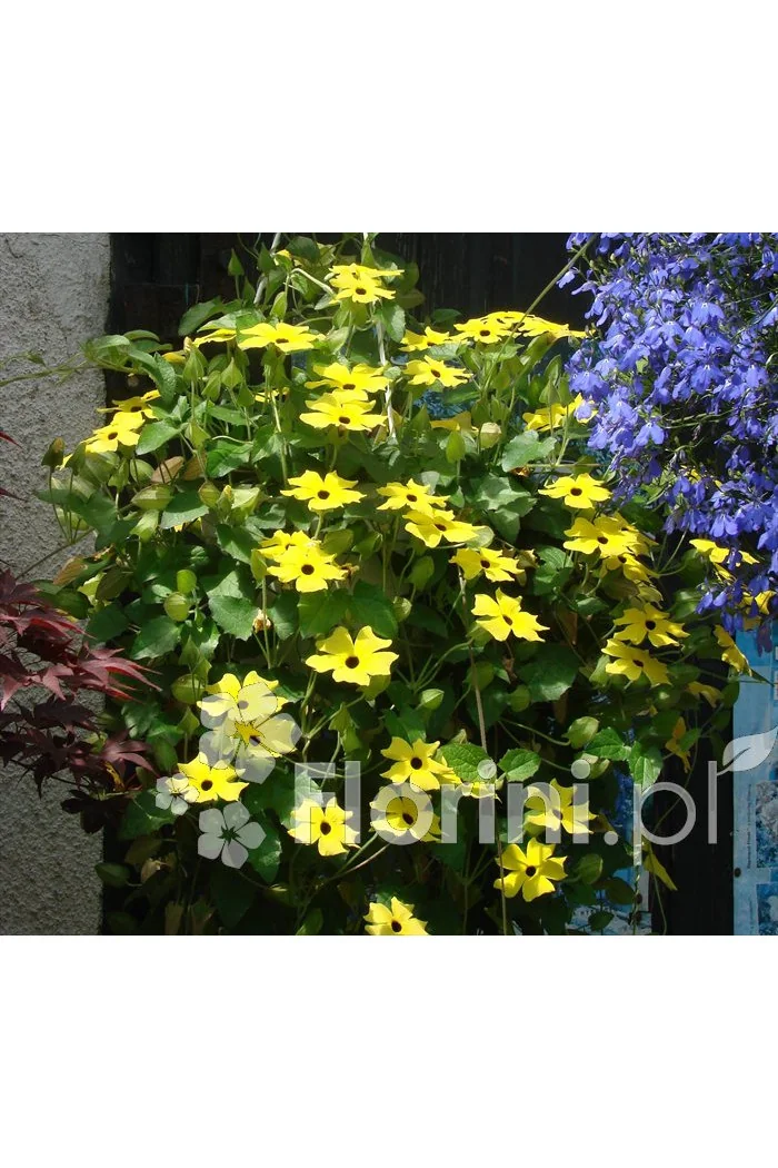 Tunbergia żółta | Thunbergia