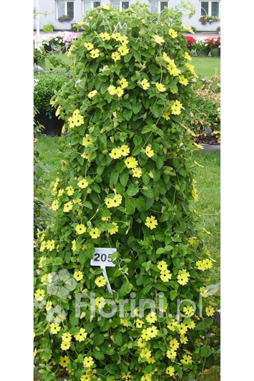 Tunbergia żółta | Thunbergia