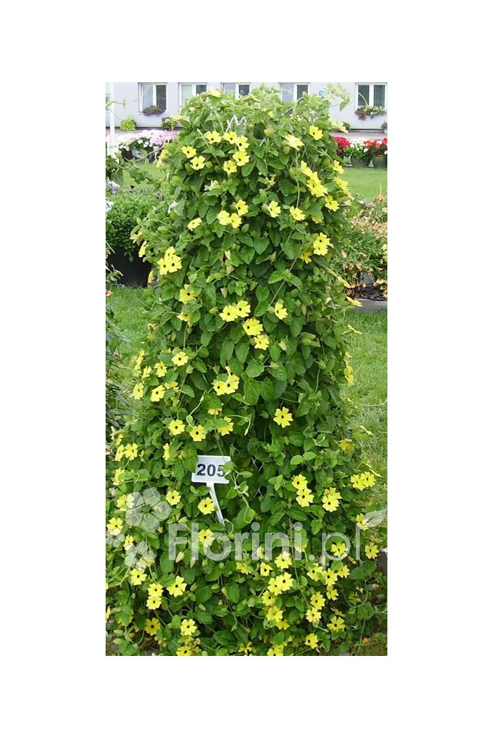 Tunbergia żółta | Thunbergia